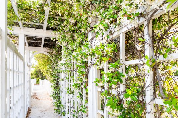 Cost of Trellis Repair in Smyrna