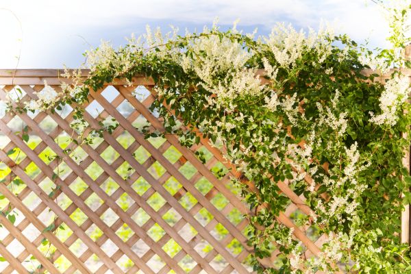 Cost of Lattice Repair in Smyrna