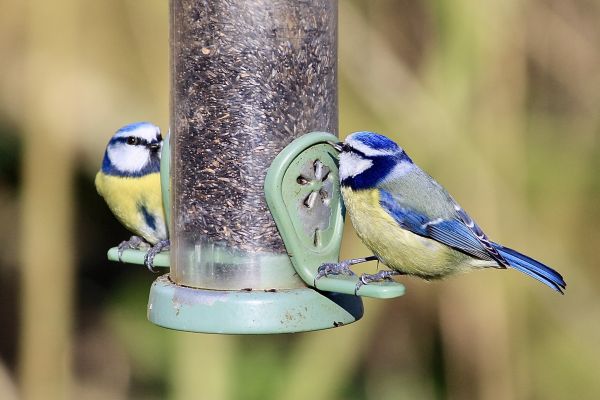 Bird Feeder Mounting Service in Smyrna